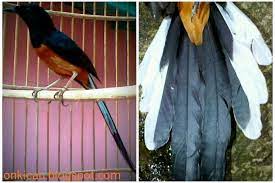 Salah satu yang keluar ialah burung. Murai Batu Lampung Semi Adalah Murai Batu Palangka On Kicau