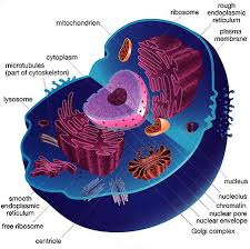 The animal cell is distinct from other eukaryotes, most 14. City And Cell