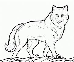 Realistic Wolf Coloring Pages Wolf Pictures To Color Coloringspace Wolf Colors Animal Coloring Pages Wolf Drawing
