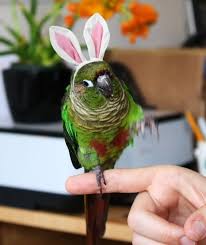 Bird And Pet Clinic Of Roseville Reviews I Like This Little Hairpin Like A Rabbit So Cute Parrot Pet Cute Birds Pet Birds