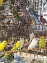 Birds For Sale In Florida Craigslist Decatur Birds For Sale Craigslist Illinois Birds For Sale Pretty Birds Bird