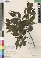 Image result for Psydrax livida