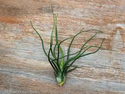 There are various types of air plants that are epiphytic. Different Types Of Air Plants And How To Identify Them