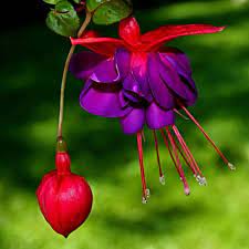 Get Inspired For Container Gardens With This Picture Gallery Plants For Hanging Baskets Fuchsia Plant Shade Plants Container
