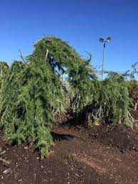 Maybe you would like to learn more about one of these? River Bottom Wholesale Nursery Home Facebook