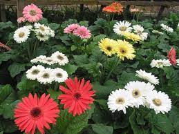 Berikut beberapa jenis tanaman hias bunga yang dapat kita temui di. Jual Tanaman Hias Gerbera Atau Elbra Atau Hebras Di Lapak Desa Bunga Sidomulyo Bukalapak