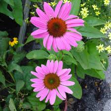Image result for Echinacea purpurea `Magnus`