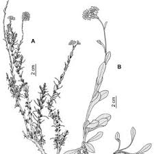 Image result for Helichrysum maranguense