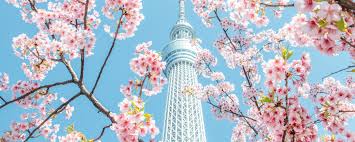 Cherry blossoms in tokyo often bloom from late march to early april, about two weeks. How To See Japan S Cherry Blossoms Up Close Times Expert Traveller