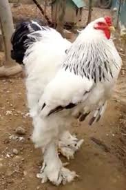 World S Biggest Chicken Is So Gigantic Some Terrified Viewers Claim It Must Be A Man In A Costume Cute Animals Animals Funny Animals