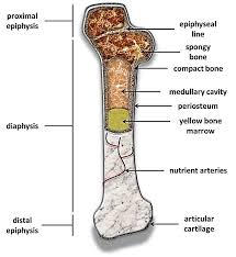 The dense and hard exterior surface bone is called cortical or compact bone. 1 A Dissected Bone Shown Is The Fundamental Structure And Primary Download Scientific Diagram