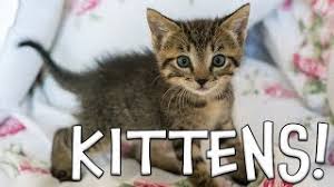 Surprising facts about cats and dogs. Kitten Facts For Kids Youtube