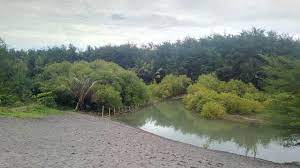 Lembupurwo, mirit, area sawah, lembupurwo, kebumen, jawa tengah ( klik untuk lihat peta ). Kisah Tragis Penyu Laut Mati Di Pantai Laguna Tempatnya Bertelur Regional Liputan6 Com