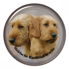 Image result for štýrský brakýř