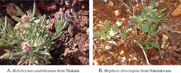 Image result for Blepharis diversispina