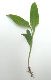 Image result for Hermbstaedtia scabra