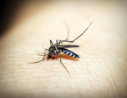 Et face à cet insecte, les êtres humains ne sont pas tous égaux, certains se faisant plus piquer que d'autres. Piqure De Moustique Comment La Soulager