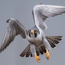 Raptors birds of prey uk. Different Types Of Birds Of Prey