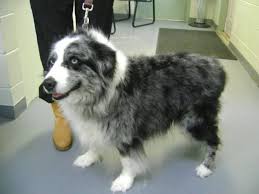 Maybe you would like to learn more about one of these? Montrose Animal Shelter Adoptable Pets Montrose Animal Shelter Dog Adoption Puppy Needs Animals