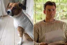 Check spelling or type a new query. Chris Evans Gets His Dog A Matching Knives Out Sweater People Com