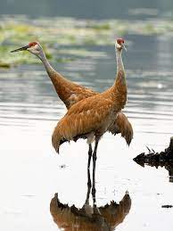 Double Trouble 4919788838 Crane Bird Wikipedia Crane Bird Bird Parakeet Bird