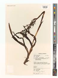 Image result for Disa eminii