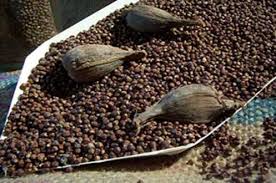 Image result for Aframomum