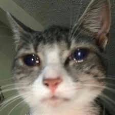 Crying Cat Blank Template Imgflip