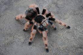 Only in the south and in the highest elevations does the average fall below this. Nhandu Coloratovillosus Female Arachnoboards