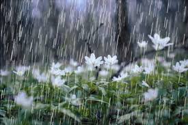 Image result for spring rain photos
