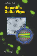 Хронический гепатит в и d. Hepatitis Delta Virus John L Casey Springer