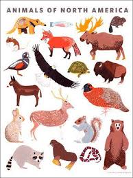 America Is Full Of Amazing Animals And This New Kid S Wall Art Features Some Of Favorites Soar With North American Animals American Animals Animal Art Prints