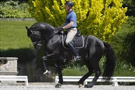 Philipp sohmer zusammenfassung aus dortmund. Video Dressage Star Totilas Injured In Training Two Days After Live Television Performance Rath Hopeful For Frankfurt Competition This Month The Horse Owner S Resource