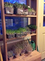 Mar 25, 2012 · indoor gardening is uniquely difficult when it comes to water, making drainage holes extremely important. Year Round Salad Gardening How To Build An Indoor Plant Shelf Garden Therapy Indoor Plant Shelves Growing Food Indoors Garden Shelves