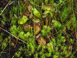 Image result for Cordia torrei