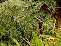 Image result for Platostoma strictum