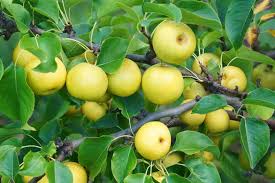 Types of fruits are described and defined elsewhere (see fruit), but would include fru. How To Grow And Care For Asian Pear Trees Gardener S Path