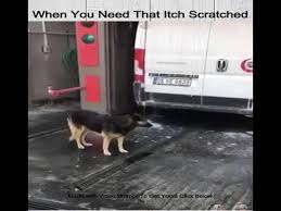 Funny Dog Washing Video Watch This Dog Using A Car Wash To Have A Wash Dog Wash Funny Dogs Dogs