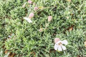 Image result for Silene abyssinica