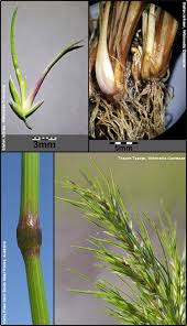 Image result for Bulbostylis pusilla