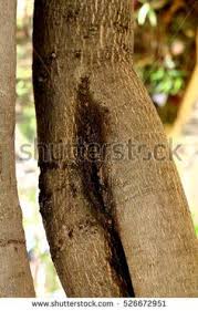 Résultat de recherche d'images pour "mango tree leaf pattern"