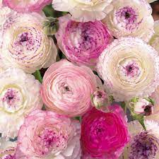They Are Just Like Thin Paper Ranunculus Flowers Flowers Pink Wedding Flowers