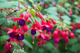 Kräftige pflanze mit fetten knospen !! Fuchsien Tipps Zu Standort Pflanzen Co Plantura