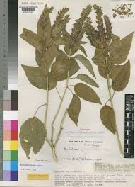 Image result for Megalochlamys