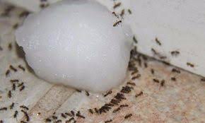 Debarrassez Vous Des Fourmis Grace A Ces Solutions Naturelles Devastatrices Avec Images Fourmis Trucs Et Astuces Trucs Et Astuces Maison