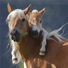 Coleccion De Caballos Finos Percherones Y Pura Sangre Fotos De Caballos Salvajes Frases De Caballos Videos De Caballos