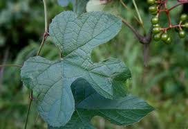 Image result for Ampelocissus africana