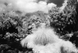 Image result for Carex runssoroensis