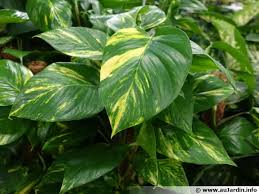 Comment Multiplier Le Lierre Du Diable Bouturer Lierre Lierre Comment Planter