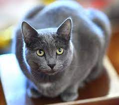 pin on dogs cats of the world have raised many different dogs and siamese cats